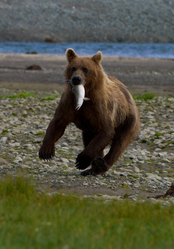 Grizzly Bear With Salmon